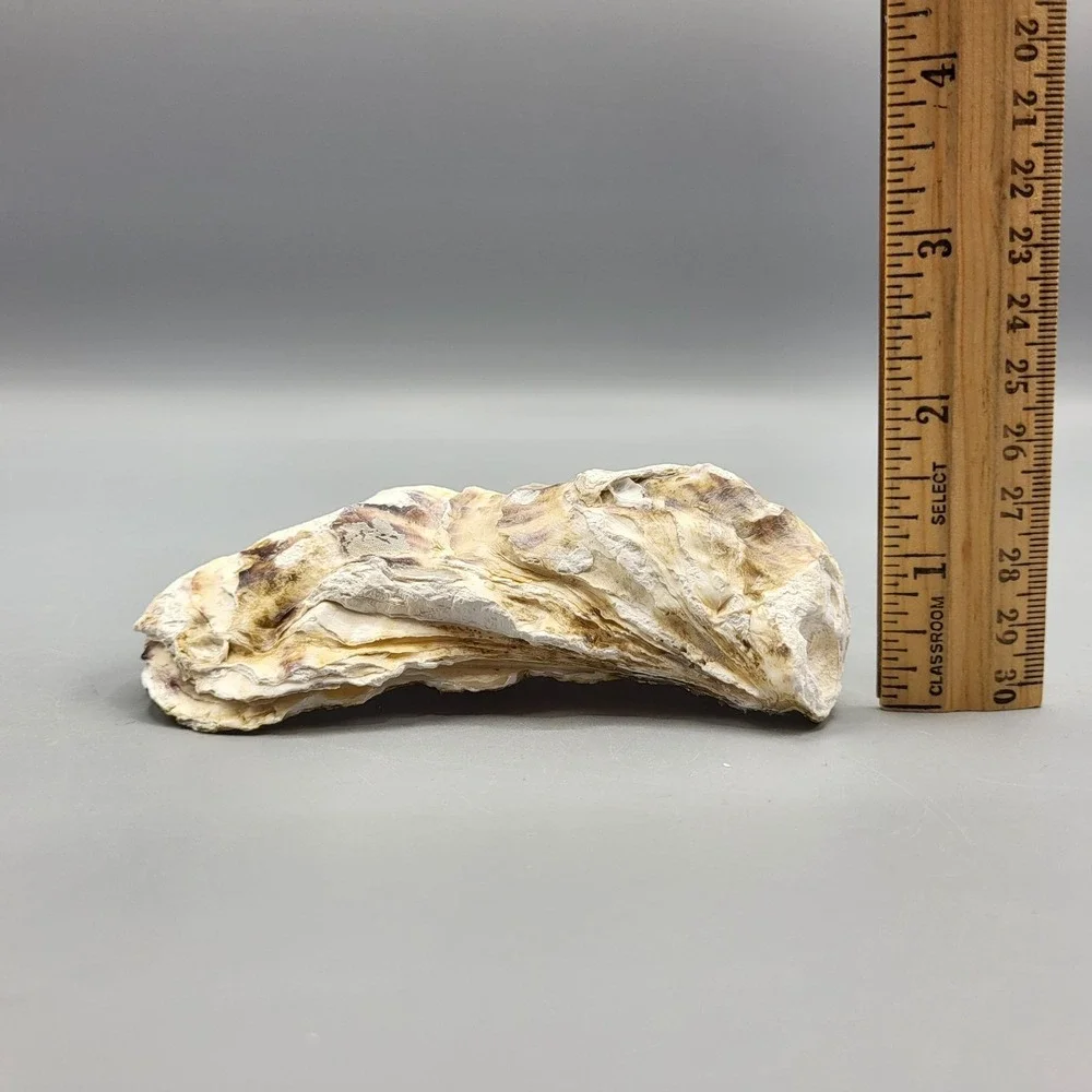 Vintage Decorative Oyster Shell Trinket Ring Dish Painted Pink Rose Design